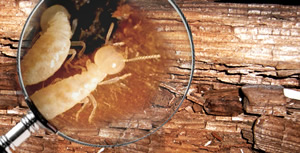 Diagnostic termite